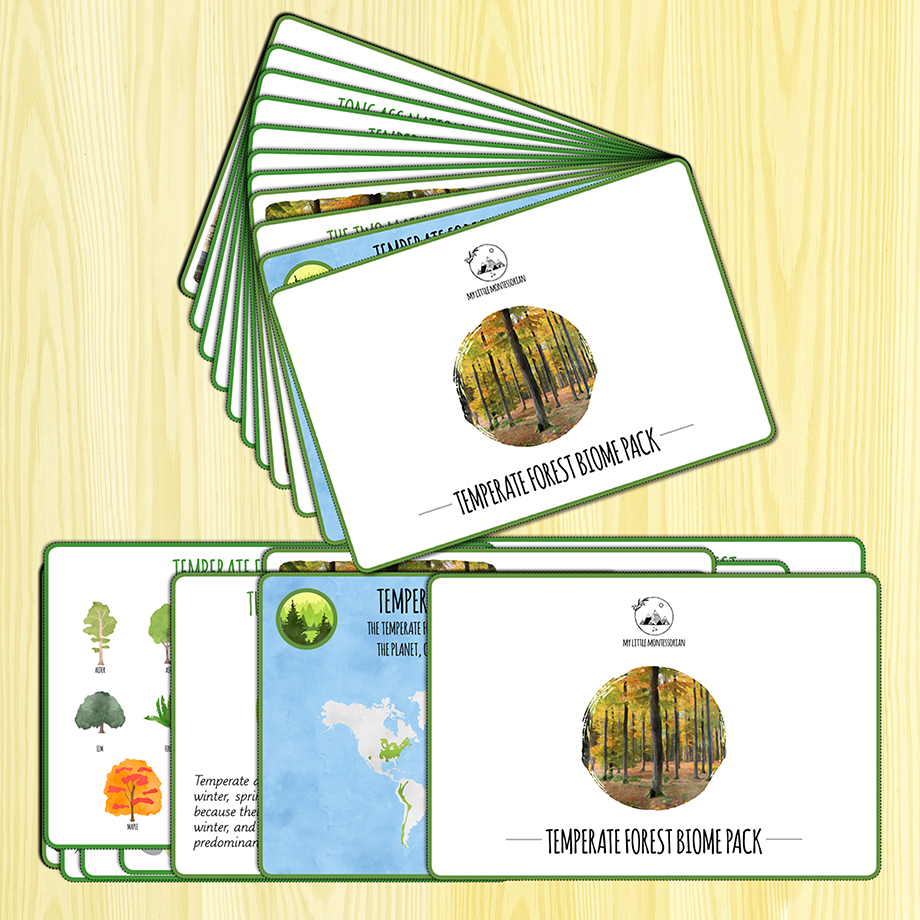 Temprate Forest Biome